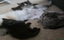 Ragdoll cats for sale: Beautiful mix Ragdoll cross Norwegian forest  - Image 2