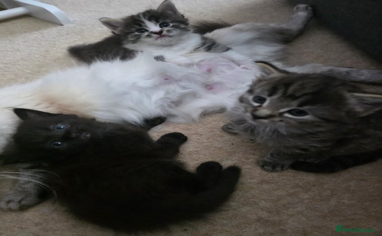 Ragdoll cats - Advert 1