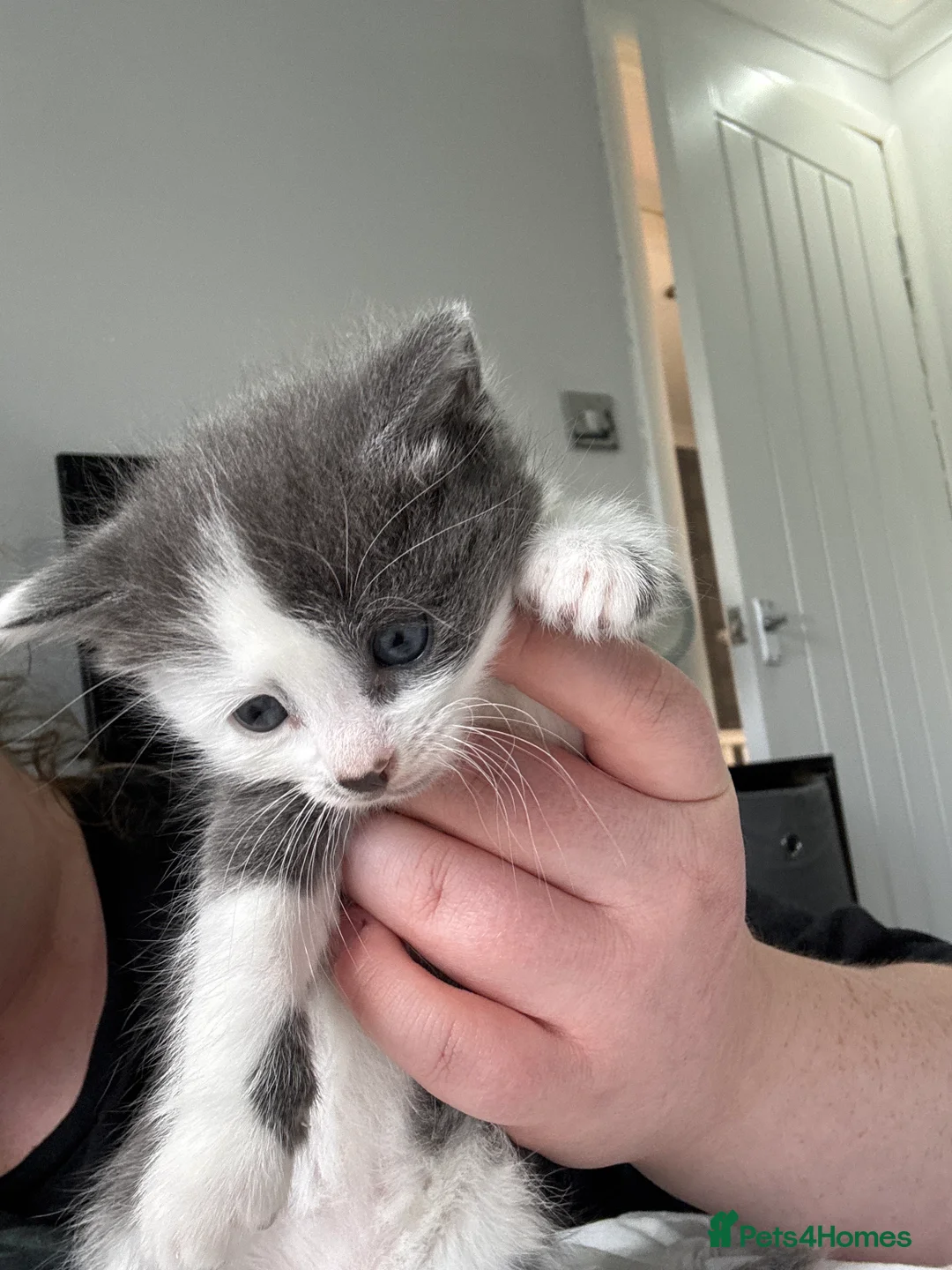 Mixed Breed cats for sale: Kittens for sale - Advert 2