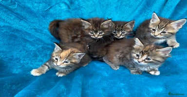 Maine Coon cats - Advert 3