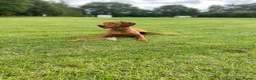 Hungarian Vizsla dogs for sale: Beautiful KC Registered Hungarian Vizsla puppies  in Blackburn - Advert 9