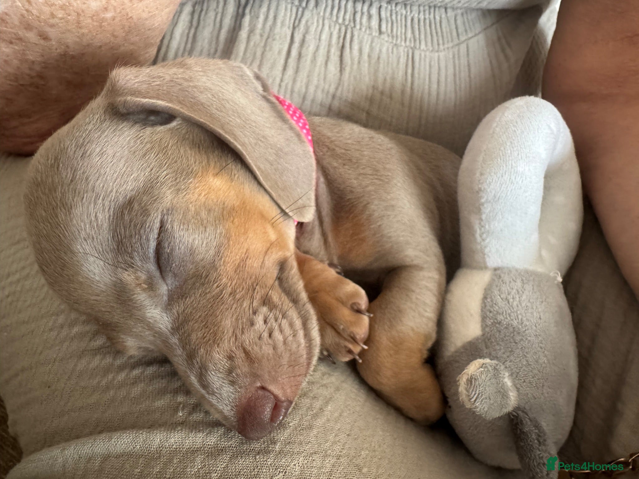 Miniature Dachshund dogs Mini dachshund  - Advert 17