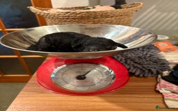 Cockapoo dogs for sale: Beautiful F2 puppy available  - Image 2