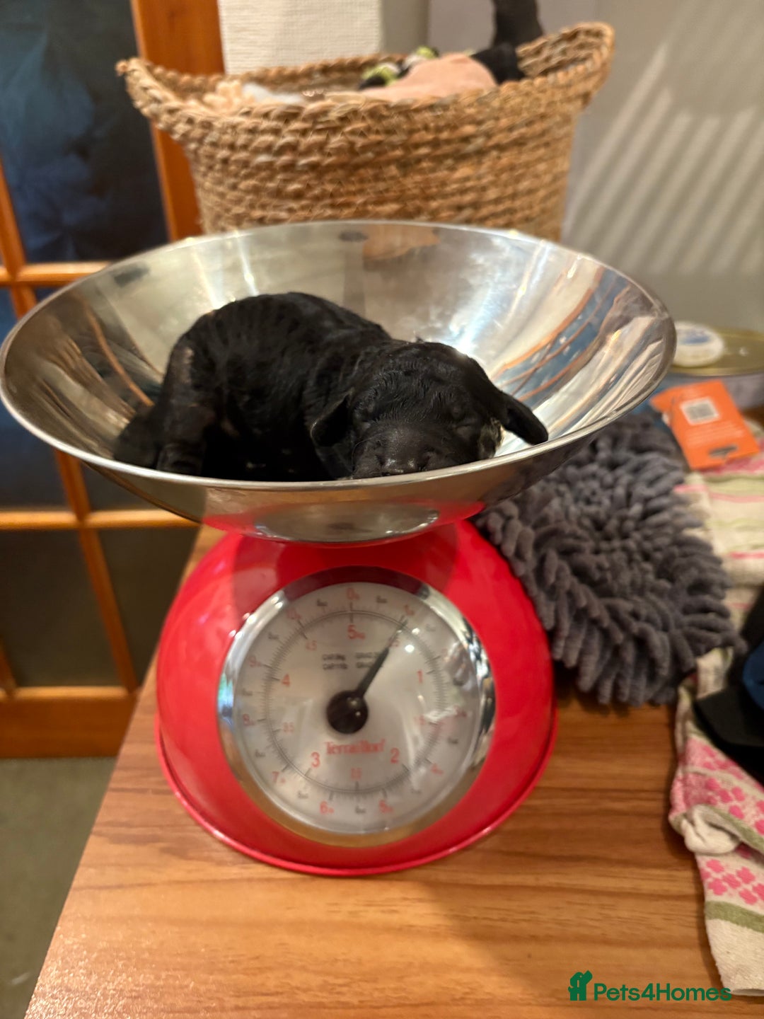 Cockapoo dogs for sale: Beautiful F2 puppy available  - Image 2