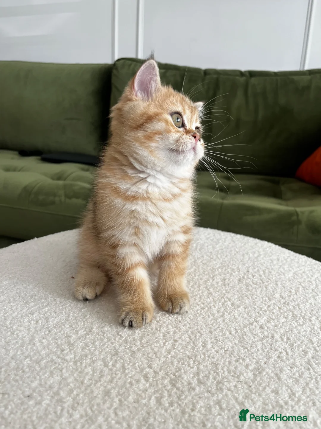 British Shorthair cats for sale: Black golden shaded female  - Advert 2