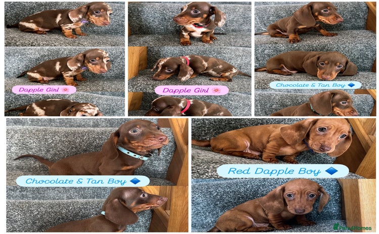 Miniature Dachshund dogs - Advert 8