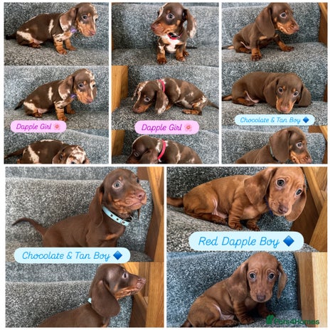 Miniature Dachshund dogs - Advert 2
