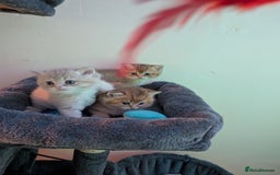 Brazilian Shorthair cats for sale: British black Tippett  - Image 2