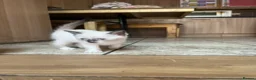 British Longhair cats for sale: Kittens in Romford - Advert 8