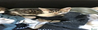 Domestic Shorthair Kitten 5