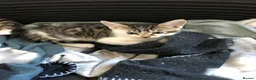 Domestic Shorthair cats for sale: Lovely kittens  - Advert 2