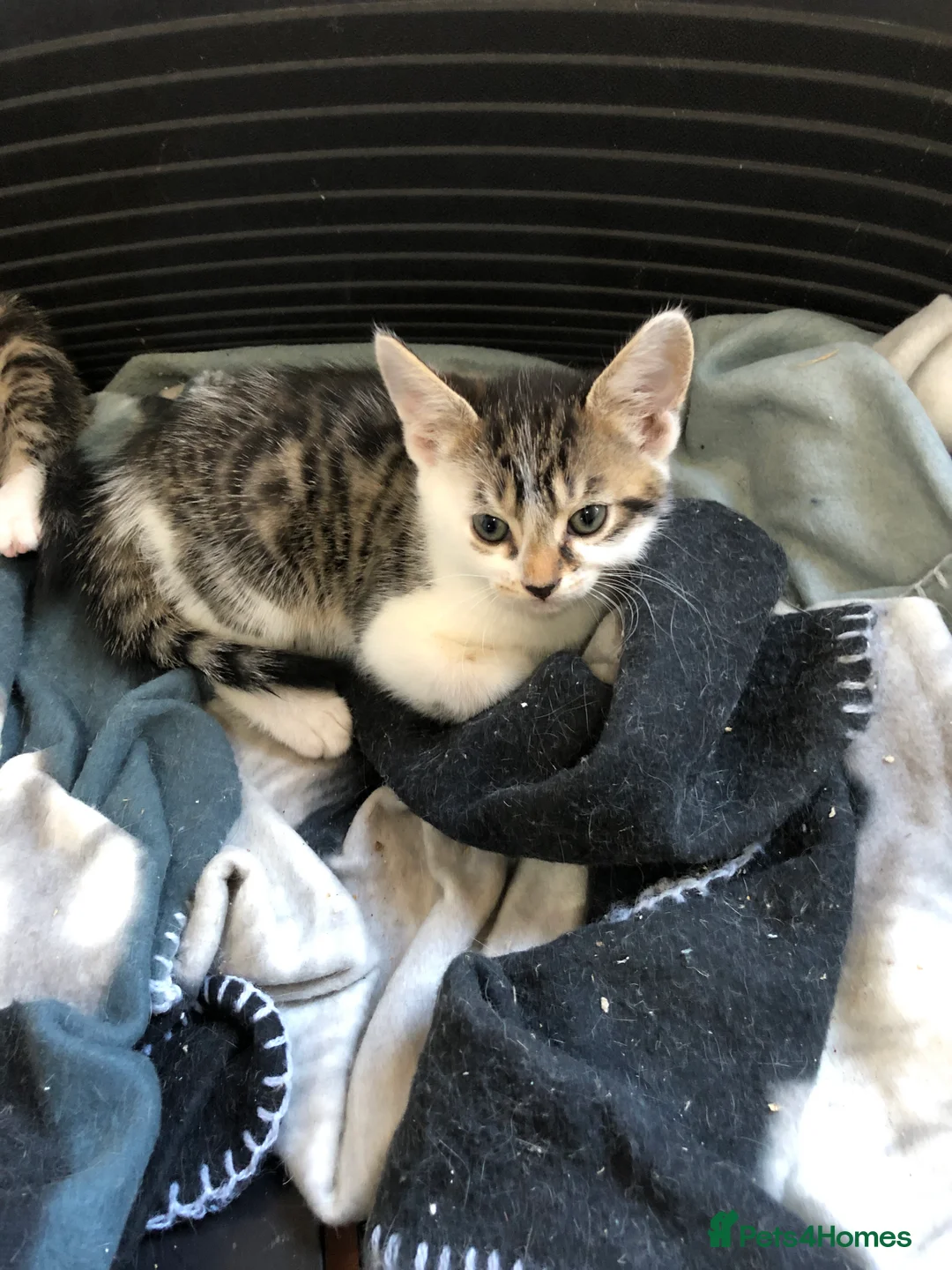 Domestic Shorthair cats for sale: Lovely kittens  - Advert 2