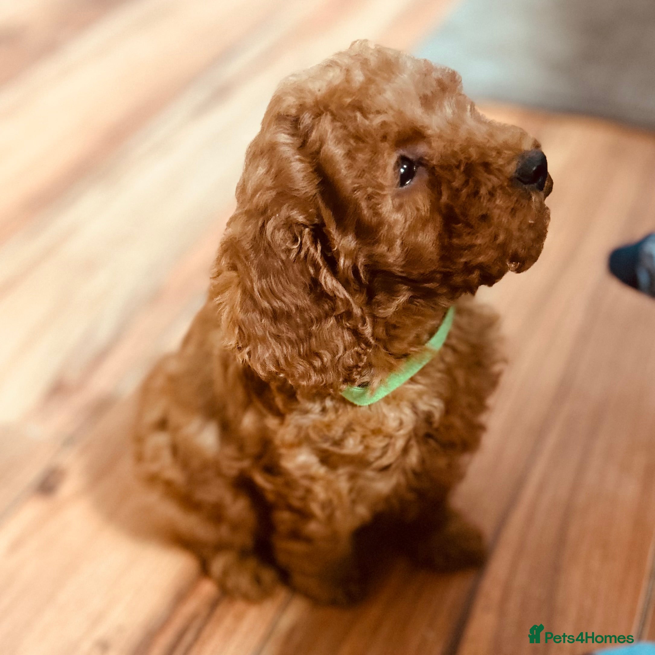 Poodle dogs REDUCED Poodle Puppies  - Advert 4