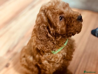 Poodle dogs REDUCED Poodle Puppies - Advert 4