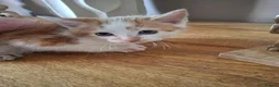Mixed Breed cats for sale: Four little kittens  - Advert 6