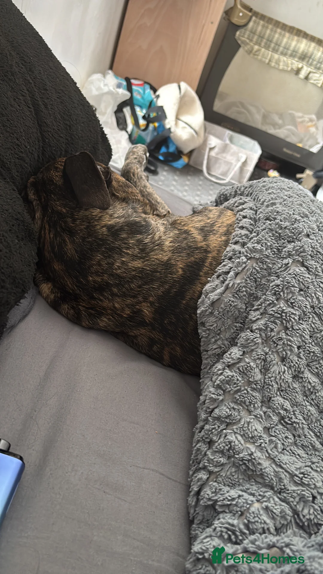 Staffordshire Bull Terrier dogs for sale: Kenzo - Advert 8