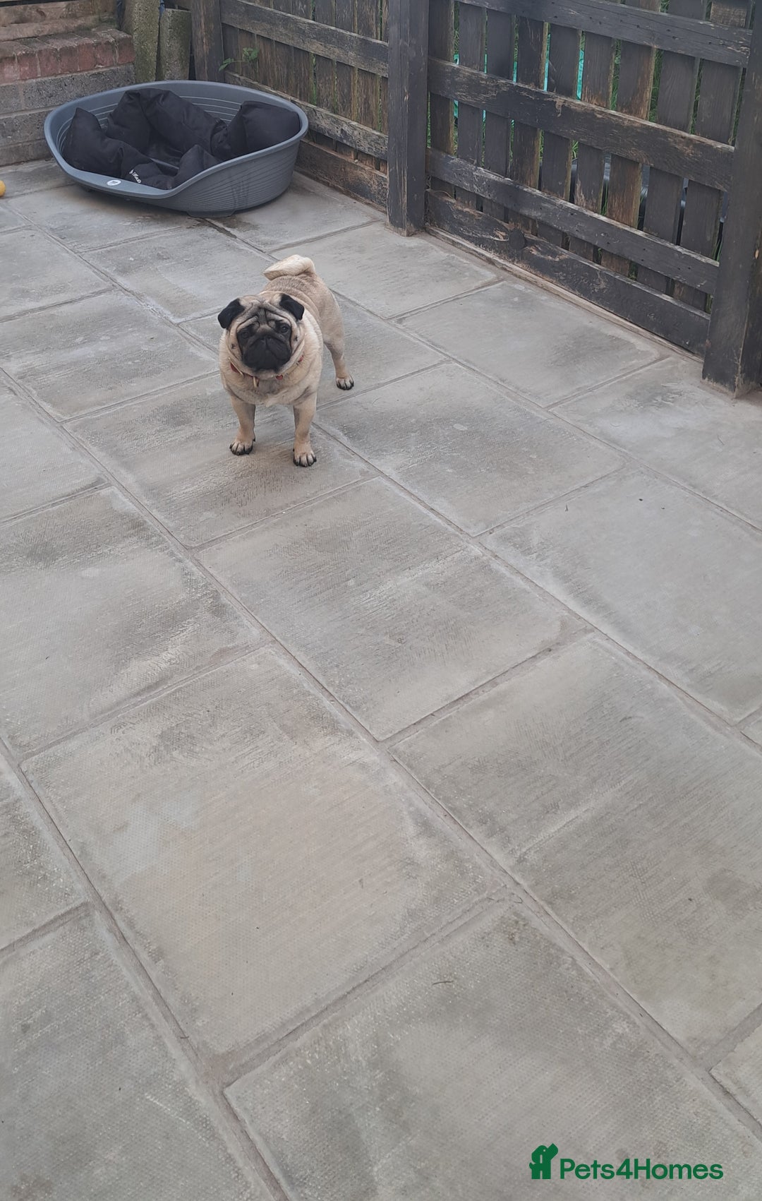 Pug dogs for stud: Ernie the fawn stud  in Ebbw Vale - Advert 9