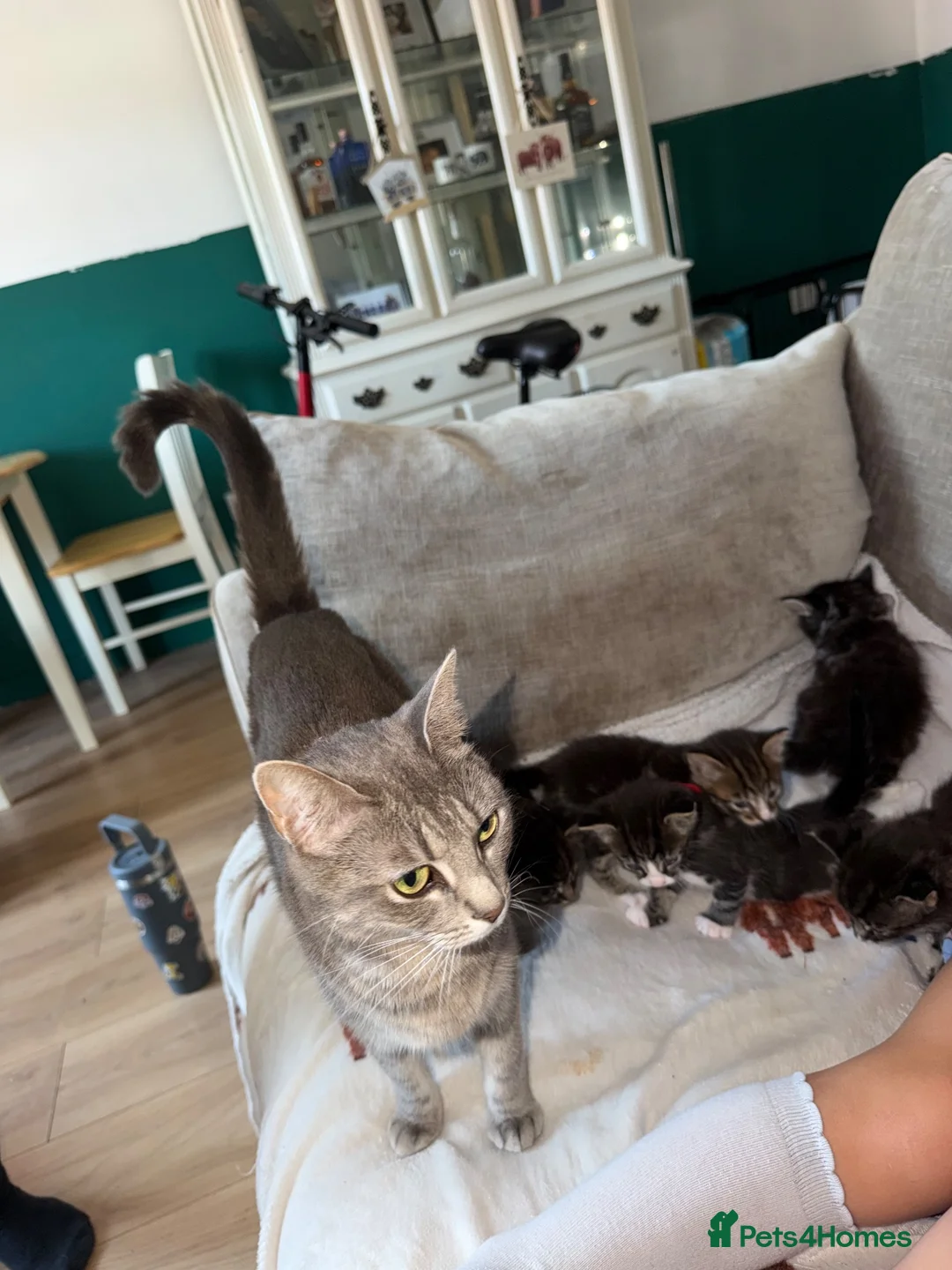 Mixed Breed cats for sale: Kittens for sale - Advert 14