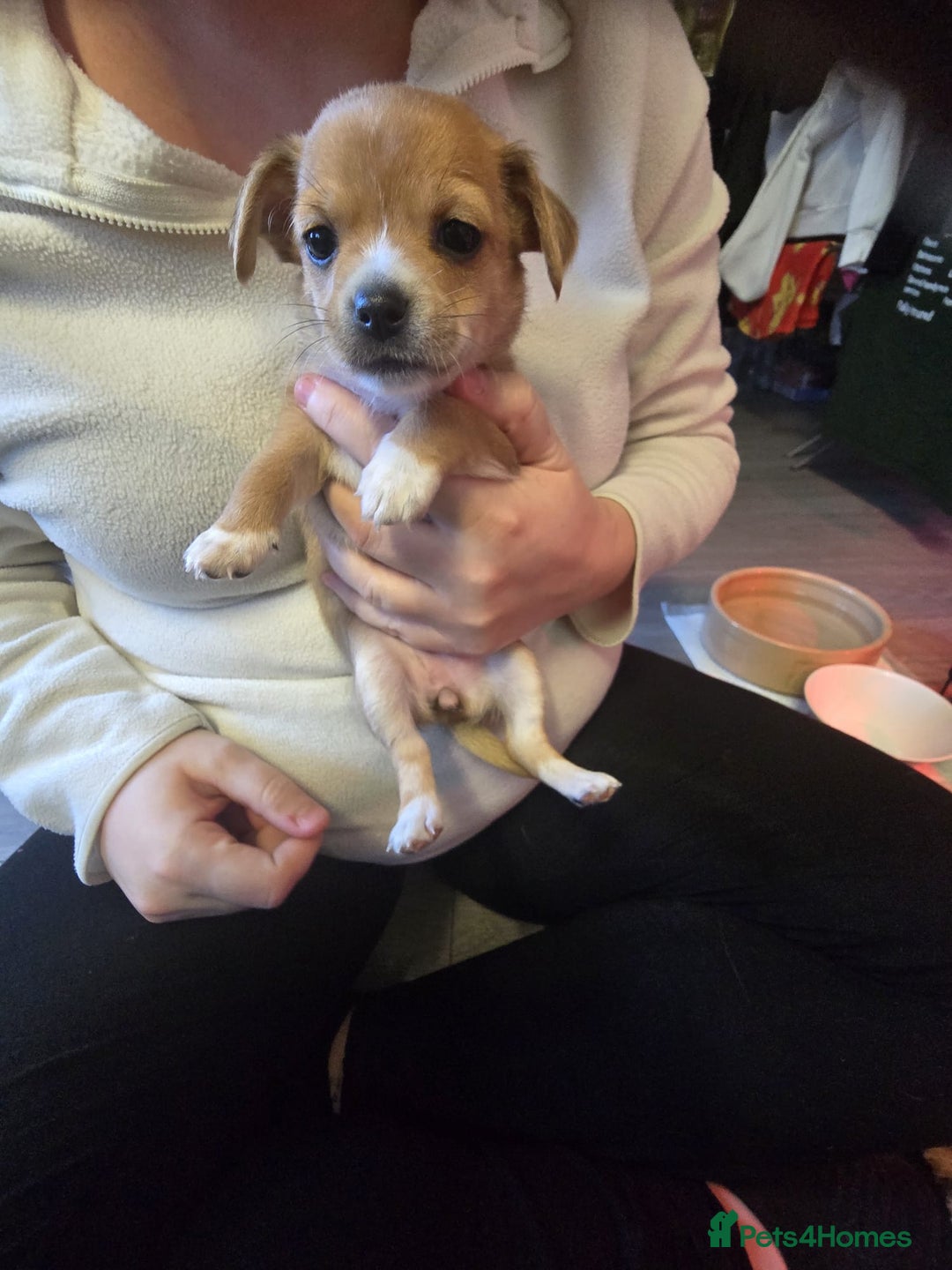 Mixed Breed dogs for sale: Beautiful Jack Russel X Chihuahua  - Advert 3