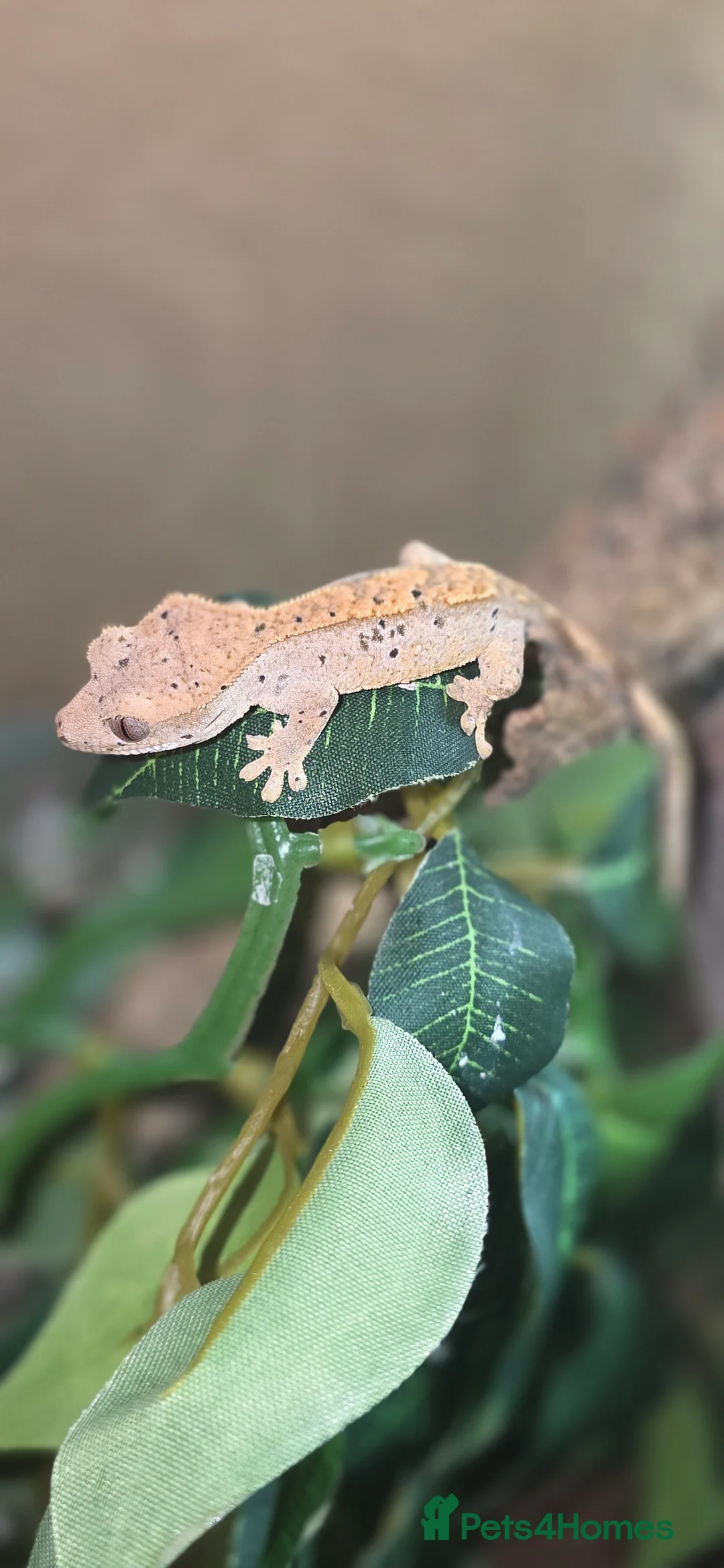 Gecko reptiles for sale: 2 baby crested geckos  - Advert 4