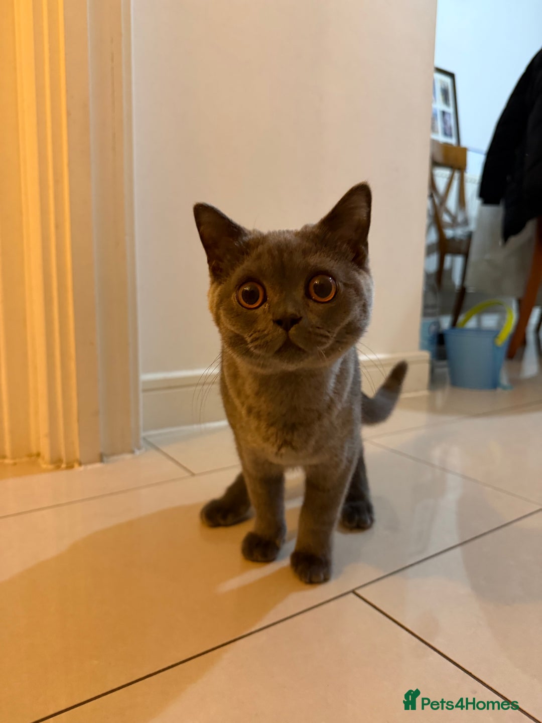 British Shorthair cats for sale: Beautiful British Shorthair  - Advert 6