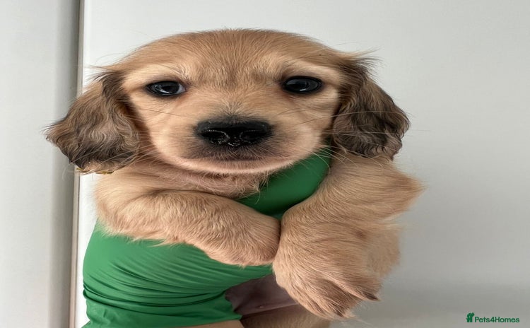 Miniature Dachshund dogs - Advert 2