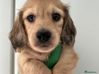 Miniature Dachshund dogs - Advert 9