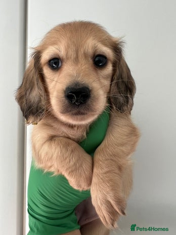 Miniature Dachshund dogs - Advert 2