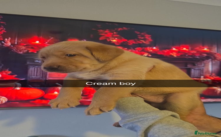 Labrador Retriever dogs - Advert 15