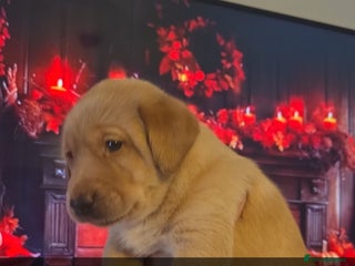 Labrador Retriever dogs - Advert 10