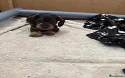 Miniature Dachshund dogs for sale: Miniature wire haired dachshund puppies - Image 5