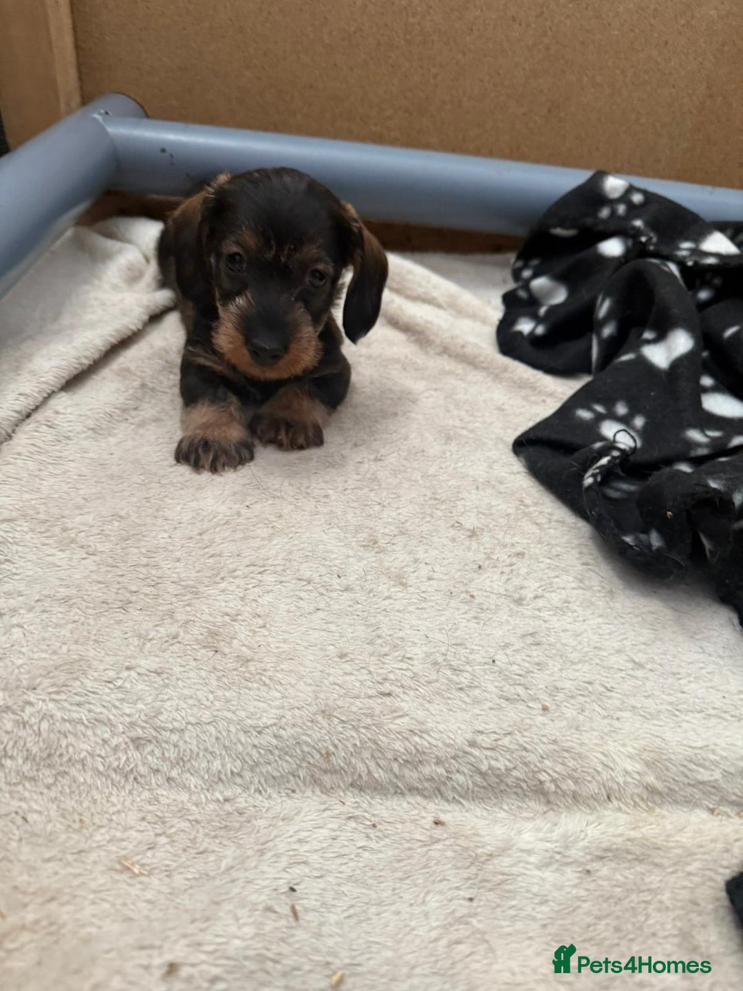 Miniature Dachshund dogs for sale: Miniature wire haired dachshund puppies - Image 5