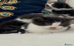 Domestic Shorthair cats for sale: Beautiful 5 tuxedo kittens available for new home. - Image 5