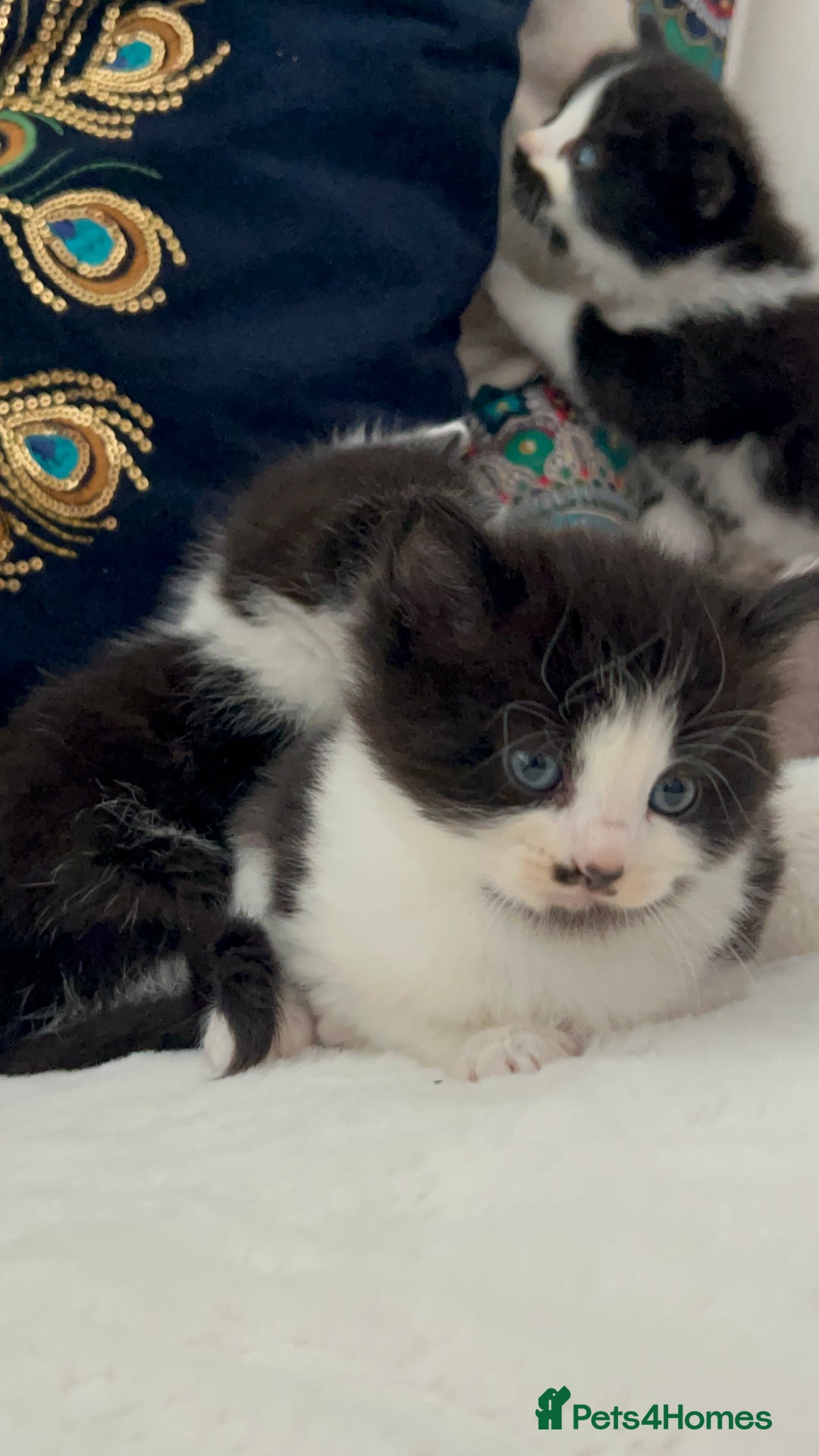 Domestic Shorthair cats for sale: Beautiful 5 tuxedo kittens available for new home. - Image 5