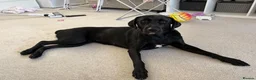 Mixed Breed dogs for adoption: Spritz ❤️ in Hornchurch - Advert 3