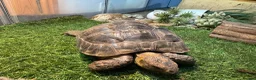 Tortoise reptiles for sale: Spur thigh approx 12 years old in Bournemouth - Advert 2