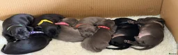 Miniature Dachshund dogs for sale: Rare Solid Colour PRA Clear KC Mini Dachshund Pups - Advert 2