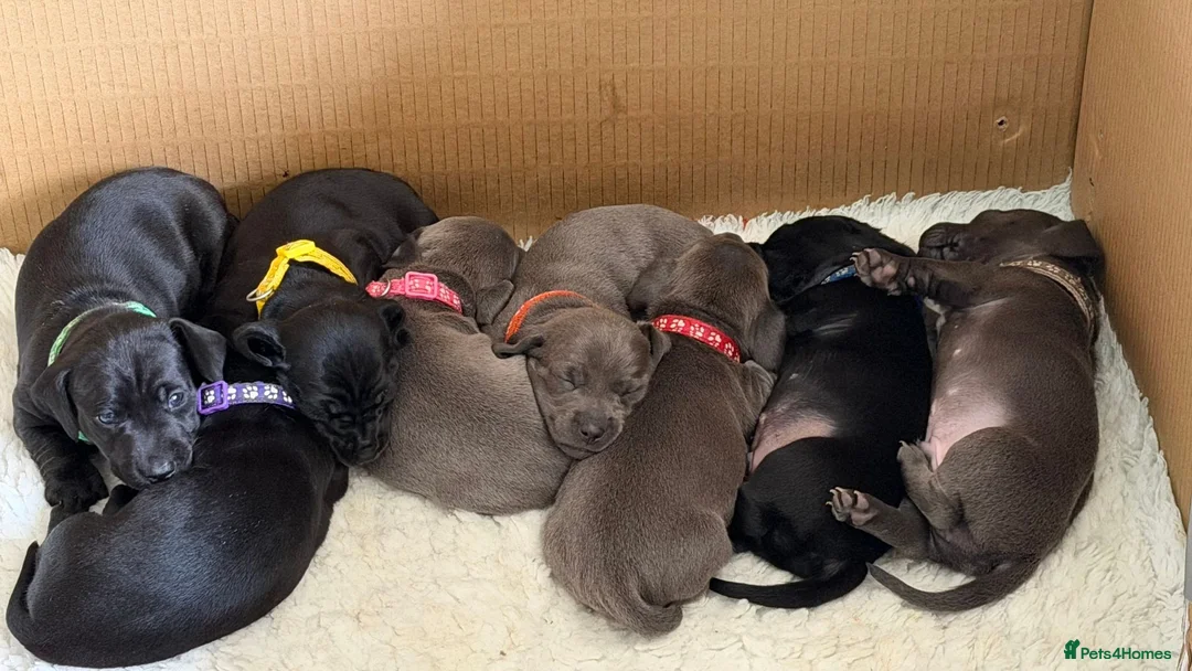 Miniature Dachshund dogs for sale: Rare Solid Colour PRA Clear KC Mini Dachshund Pups - Advert 2