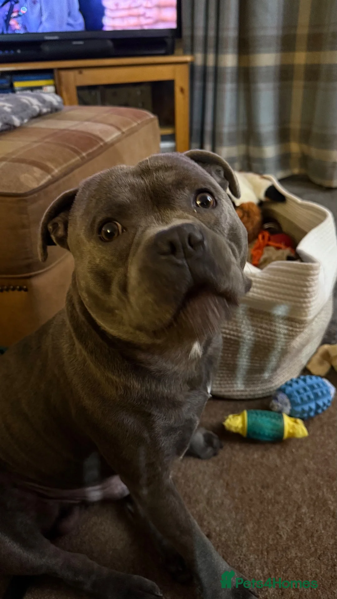 Staffordshire Bull Terrier dogs for stud: Staffordshire bull terrier  in Dartford - Advert 12