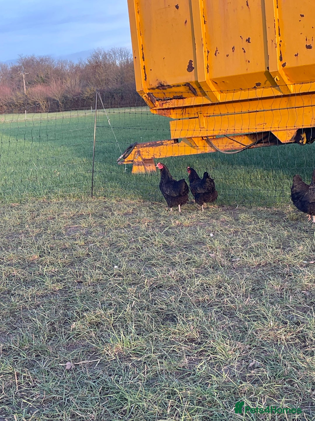 Chickens poultry for sale: Mixture of hens and cockerels - Advert 4