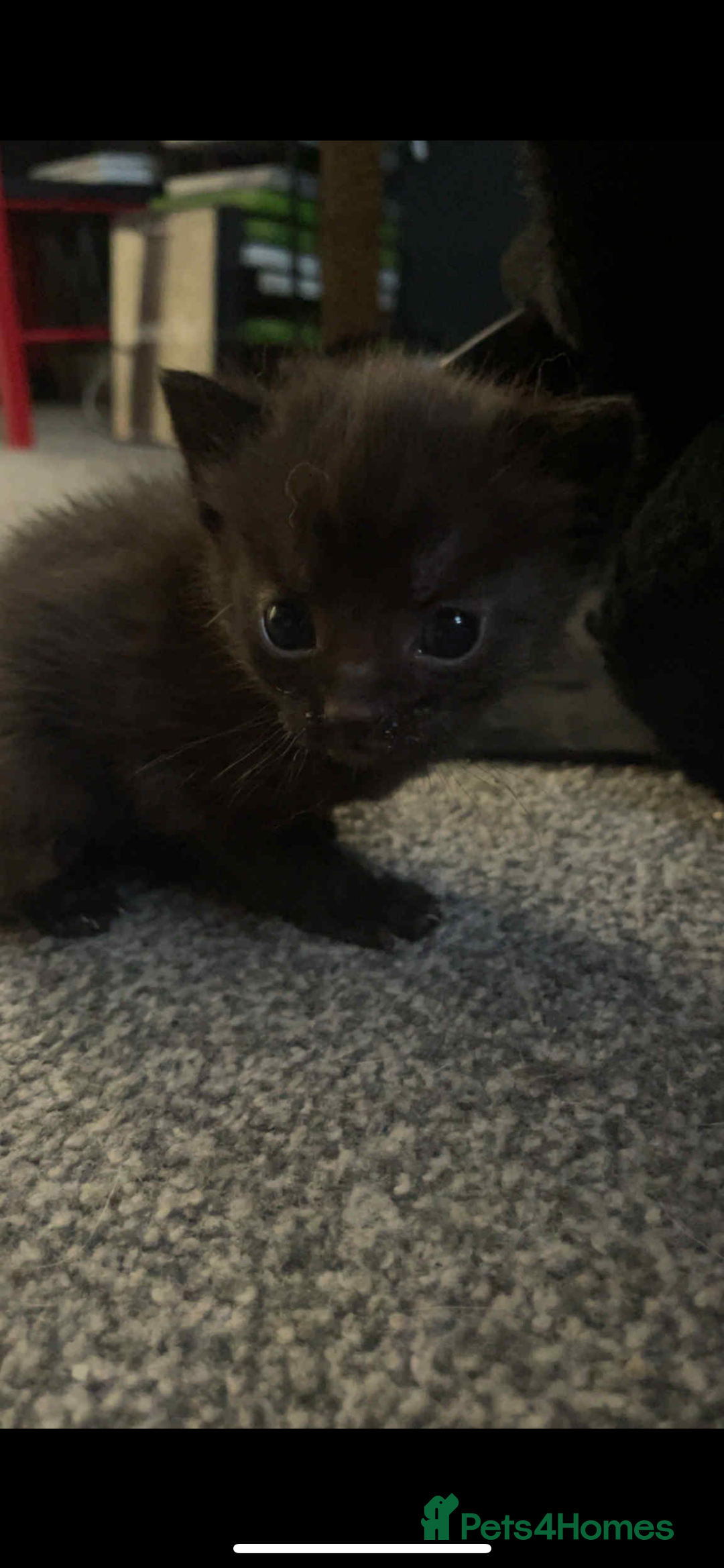 Domestic Shorthair cats for sale: Kitten looking for good home - Advert 3