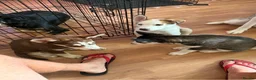 Mixed Breed dogs for sale: Miss Brooklyn Cole in Tewkesbury - Advert 9