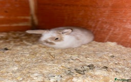 Mini Lop rabbits for sale: 2 beautiful baby girl bunnies  - Image 10