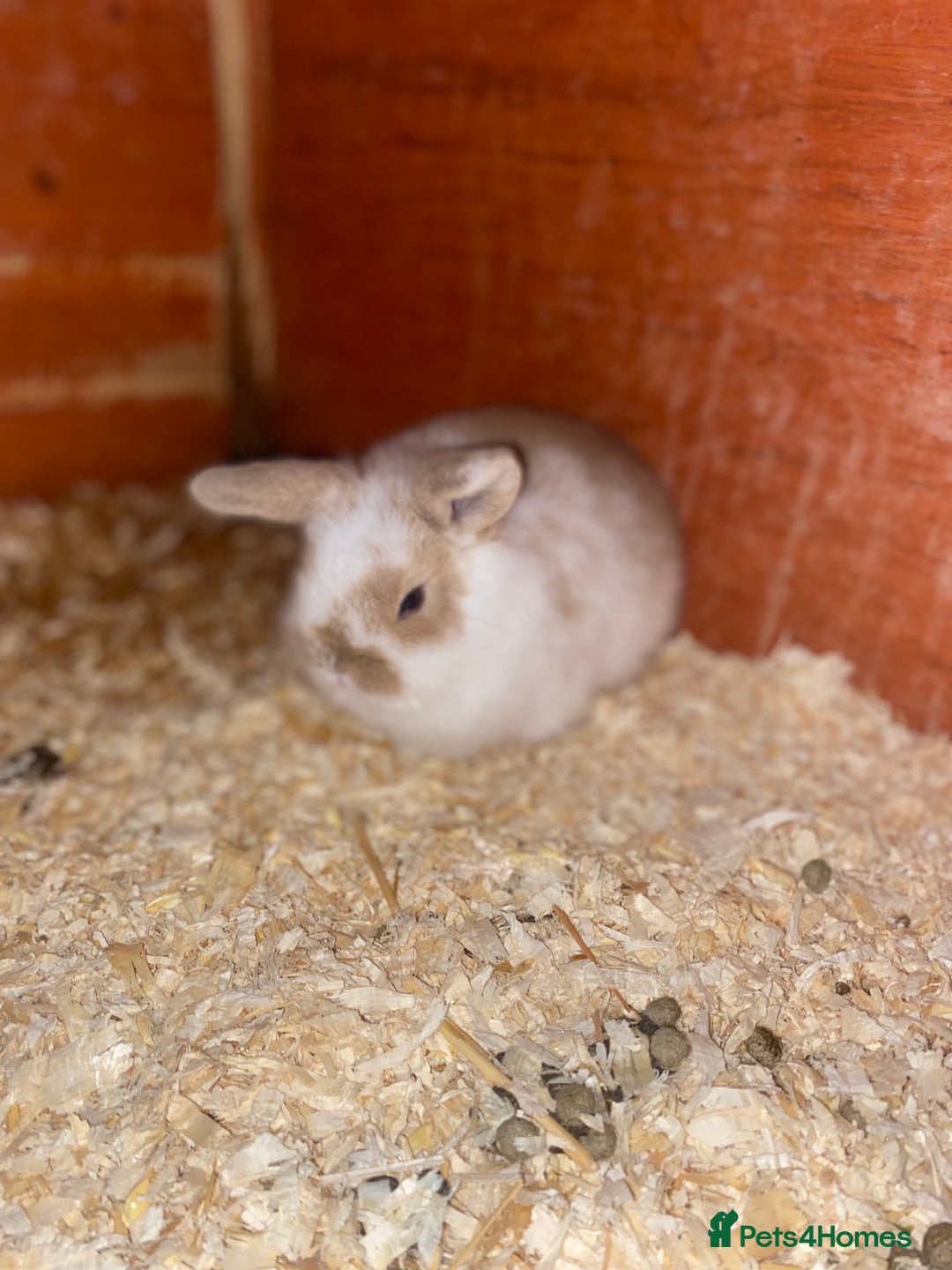 Mini Lop rabbits for sale: 2 beautiful baby girl bunnies  - Image 10