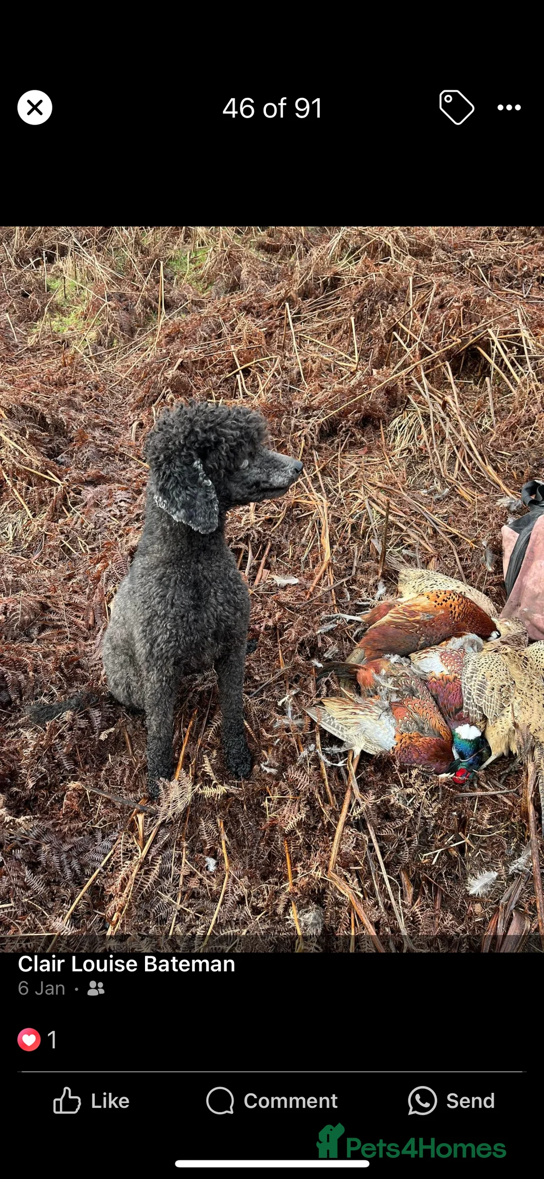 Standard Poodle dogs for stud: Silver standard poodle  in Wakefield - Advert 16