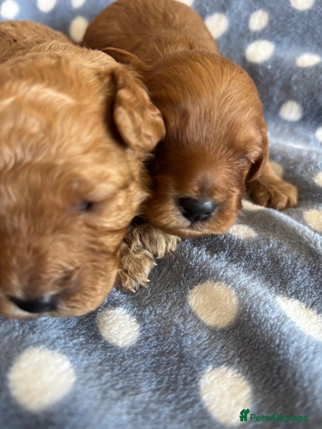 Cavapoo dogs for sale: Stunning red toy cavapoo pups  - Advert 2