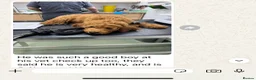 Goldendoodle dogs for sale: Top quality, health tested multiGen Double Doodles - Advert 20