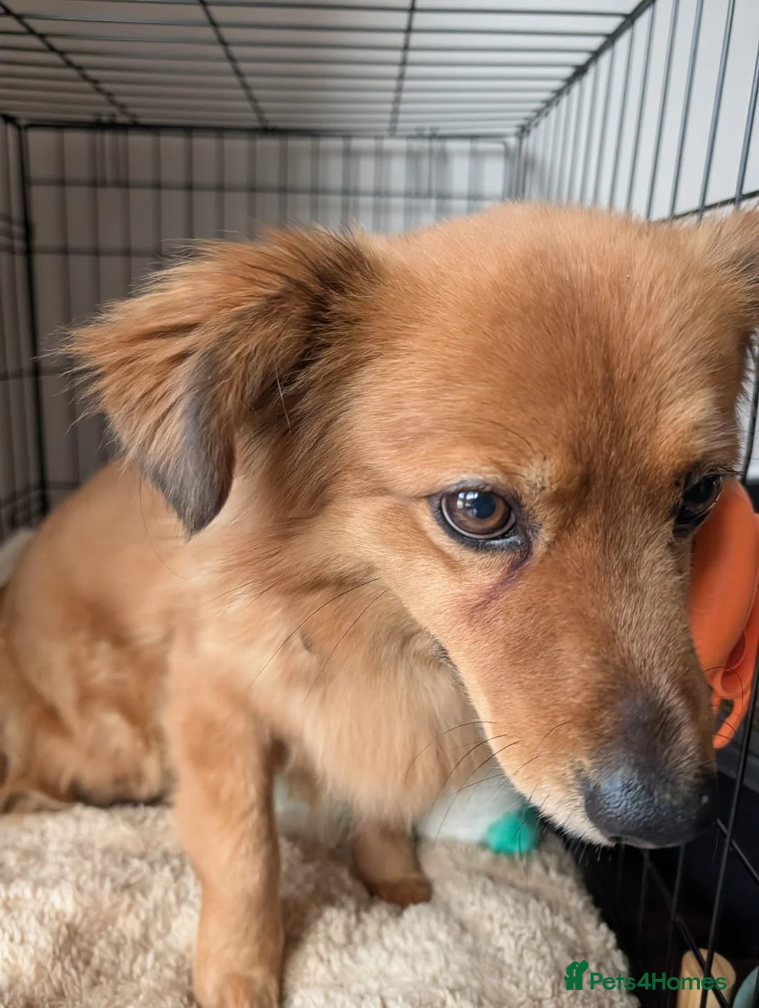 Mixed Breed dogs for adoption: Sweet Roka Needs LoVE - Advert 13