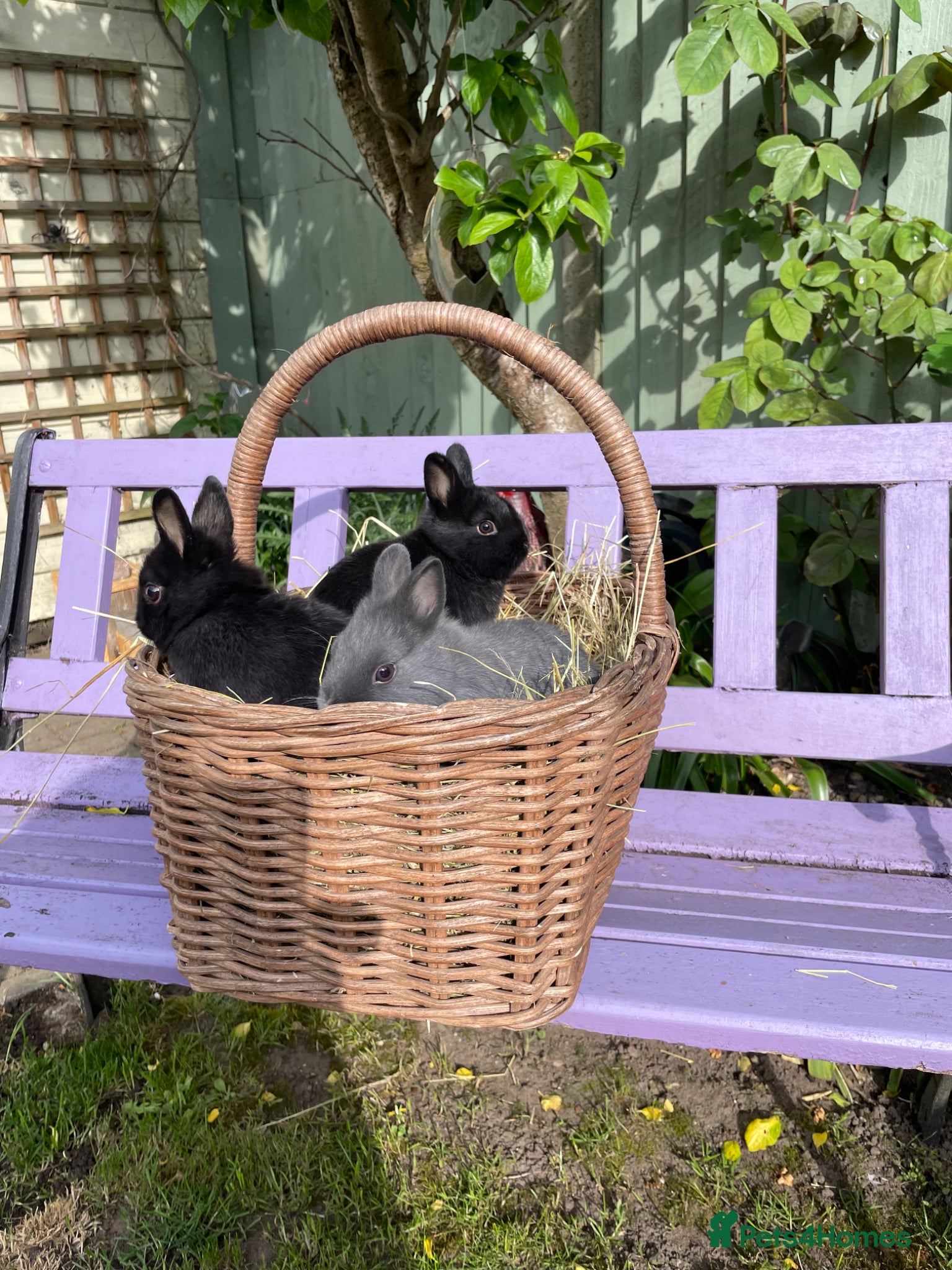 Netherland Dwarf rabbits Pure Bred Netherland Dwarf Baby Rabbits  - Advert 7