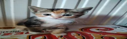 Mixed Breed cats for sale: Two kittens looking for new home  in Great Yarmouth - Advert 2